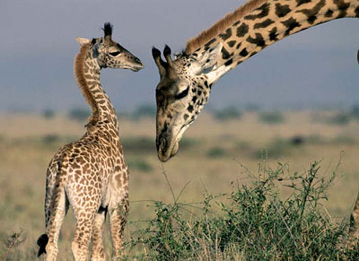 http://krezizoo.narod.ru/image2/giraf.jpg